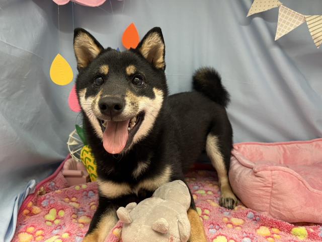 柴犬