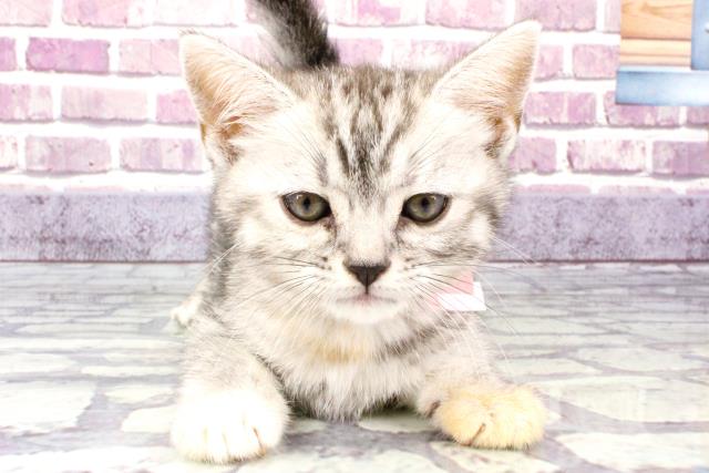 兵庫県のアメリカンショートヘアー (Coo&RIKU明石店/2023年10月4日生まれ/女の子/シルバーパッチドタビー)の子猫