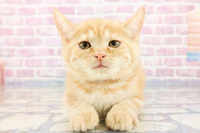 神奈川県のアメリカンショートヘアー (Coo&RIKU江の島店/2023年10月7日生まれ/女の子/クリームタビー)の子猫