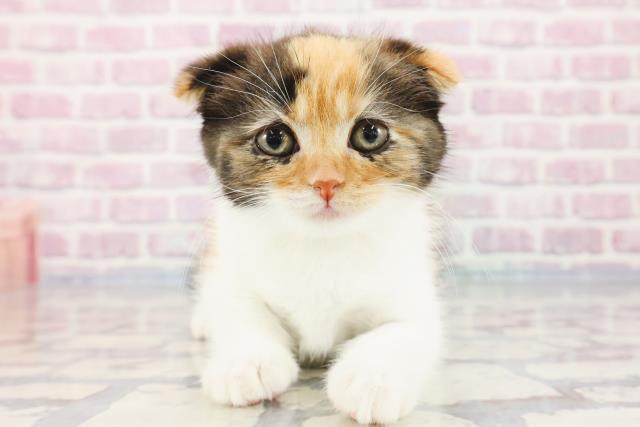 愛知県のスコティッシュフォールド (Coo&RIKU東海一宮店/2023年10月7日生まれ/女の子/ブラウンパッチドタビーホワイト)の子猫