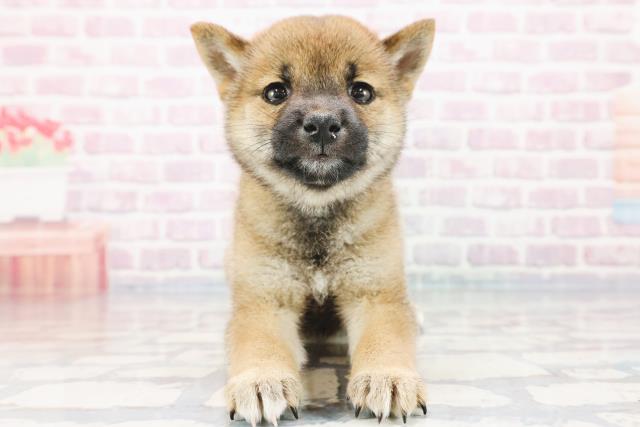 柴犬