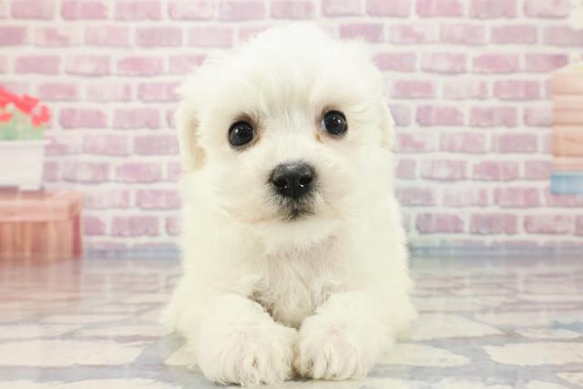 東京都のビションフリーゼ (Coo&RIKU大久保店/2023年10月8日生まれ/女の子/ホワイト)の子犬