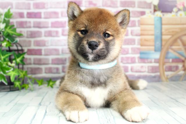 柴犬