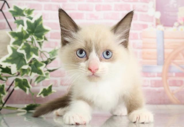 熊本県のラグドール (Coo&RIKU熊本店/2023年10月7日生まれ/男の子/シールポイントバイカラー)の子猫