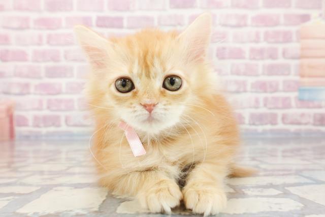 滋賀県のサイベリアン (Coo&RIKU長浜店/2023年9月14日生まれ/女の子/レッドタビー)の子猫