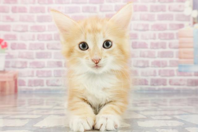 兵庫県のノルウェージャンフォレストキャット (Coo&RIKU尼崎店/2023年10月8日生まれ/男の子/レッドタビーホワイト)の子猫