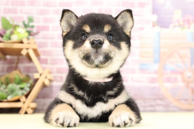 柴犬
