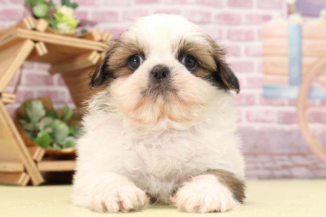 山形県のシーズー (Coo&RIKU山形店/2023年10月11日生まれ/女の子/ホワイトゴールド)の子犬