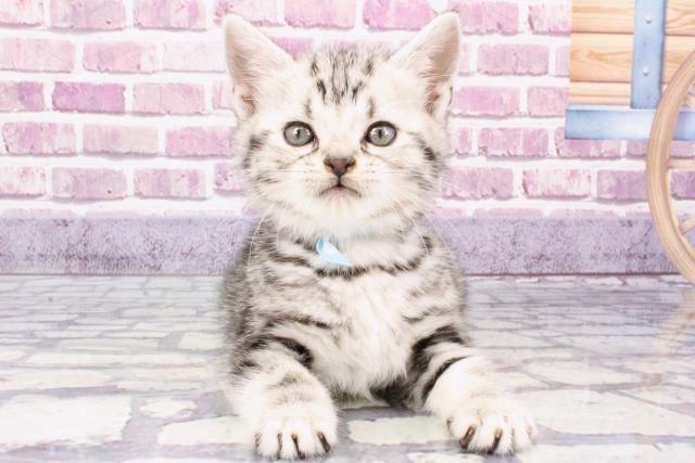兵庫県のアメリカンショートヘアー (Coo&RIKU姫路店/2023年10月11日生まれ/男の子/シルバータビー)の子猫