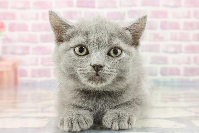 長野県のブリティッシュショートヘアー (Coo&RIKU長野店/2023年10月13日生まれ/女の子/ブルー)の子猫