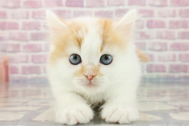 新潟県のラガマフィン (Coo&RIKU長岡店/2023年10月13日生まれ/男の子/レッドホワイト)の子猫