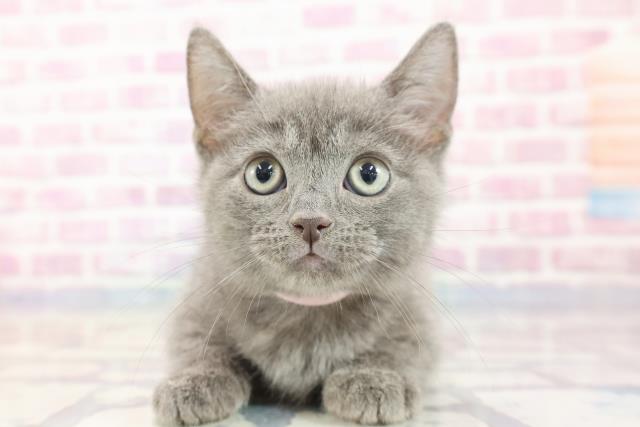 北海道のマンチカン (Coo&RIKU函館店/2023年10月10日生まれ/女の子/ブルー)の子猫