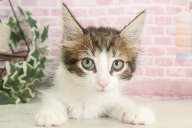福岡県のノルウェージャンフォレストキャット (Coo&RIKU小倉店/2023年10月12日生まれ/女の子/ブラウンタビーホワイト)の子猫