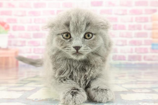 北海道のスコティッシュフォールド (Coo&RIKU函館店/2023年10月13日生まれ/女の子/ブルー)の子猫