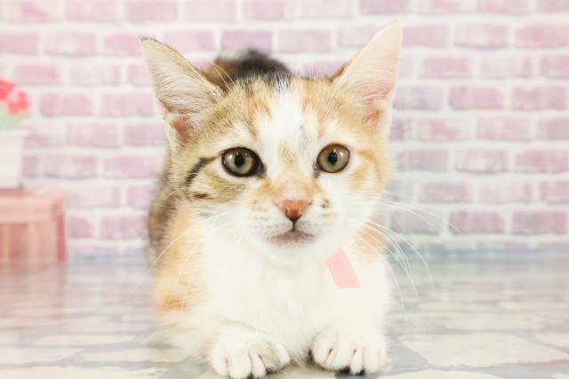 山形県のマンチカン (Coo&RIKUイオンタウン酒田店/2023年10月6日生まれ/女の子/キャリコ)の子猫