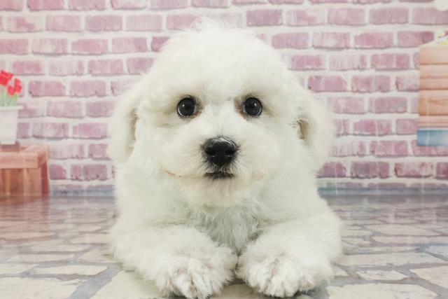 徳島県のビションフリーゼ (Coo&RIKU徳島店/2023年10月15日生まれ/男の子/ホワイト(白))の子犬