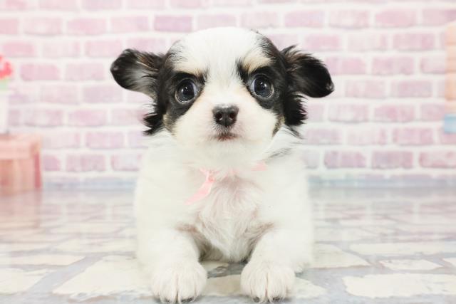 群馬県のチワワ(ロング) (Coo&RIKUケーヨーデイツー館林店/2023年10月15日生まれ/女の子/ホワイトブラックタン)の子犬