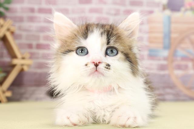 滋賀県のミヌエット (Coo&RIKU東近江店/2023年10月13日生まれ/女の子/ブラウンタビーホワイト)の子猫