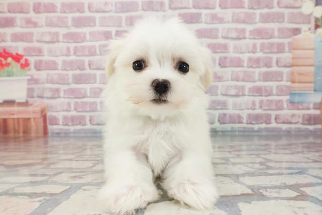茨城県のマルチーズ (Coo&RIKU水戸店/2023年10月18日生まれ/男の子/ホワイト)の子犬