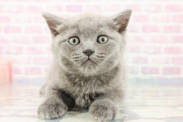 千葉県のブリティッシュショートヘアー (Coo&RIKU市原店/2023年10月18日生まれ/男の子/ブルー)の子猫
