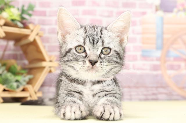 東京都のアメリカンショートヘアー (Coo&RIKU中野サンモール店/2023年10月17日生まれ/女の子/シルバータビー)の子猫