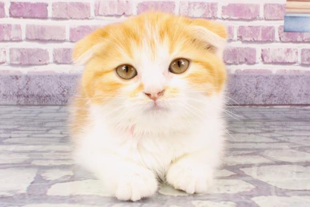 熊本県のスコティッシュフォールド (Coo&RIKUカリーノ玉名店/2023年10月7日生まれ/女の子/レッドタビーホワイト)の子猫