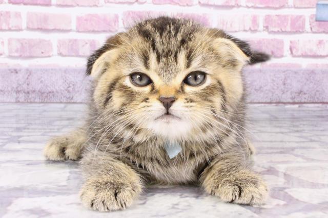 兵庫県のスコティッシュフォールド (Coo&RIKU姫路店/2023年10月17日生まれ/男の子/ブラウンパッチドタビー)の子猫