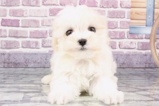 埼玉県のマルチーズ (Coo&RIKUアニマルケアセンター大宮/2023年10月17日生まれ/女の子/ホワイト)の子犬