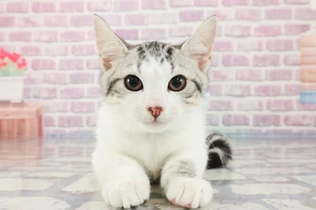 沖縄県のマンチカン (Coo&RIKUイオン北谷店/2023年10月15日生まれ/男の子/シルバータビーホワイト)の子猫