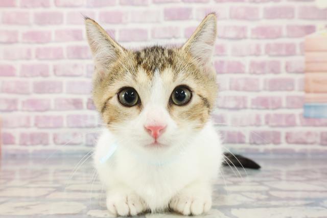 千葉県のマンチカン (Coo&RIKU八街店/2023年10月17日生まれ/男の子/ブラウンタビーホワイト)の子猫