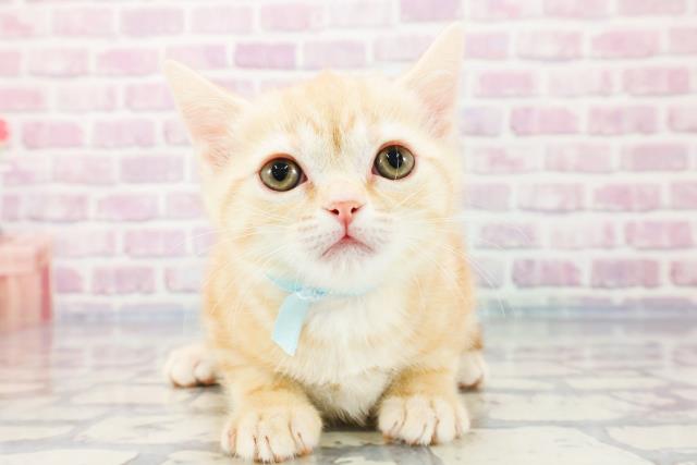 福島県のアメリカンショートヘアー (Coo&RIKU福島店/2023年10月16日生まれ/男の子/クリームタビー)の子猫