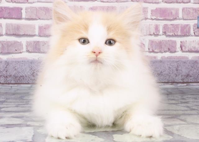 新潟県のノルウェージャンフォレストキャット (Coo&RIKUイオンモール新発田店/2023年10月21日生まれ/女の子/クリームホワイト)の子猫