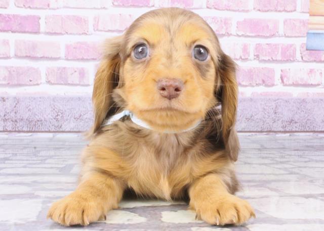 高知県のミニチュアダックスフンド(ロング) (Coo&RIKUのいち店/2023年10月20日生まれ/男の子/チョコレートダップル)の子犬