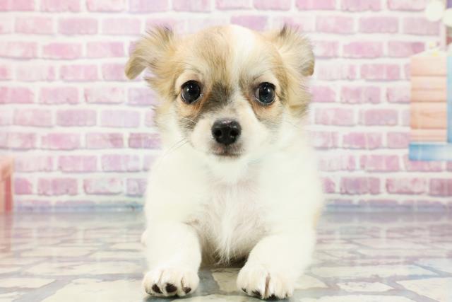 千葉県のチワワ(ロング) (Coo&RIKU東船橋店/2023年10月17日生まれ/男の子/レッドホワイト)の子犬