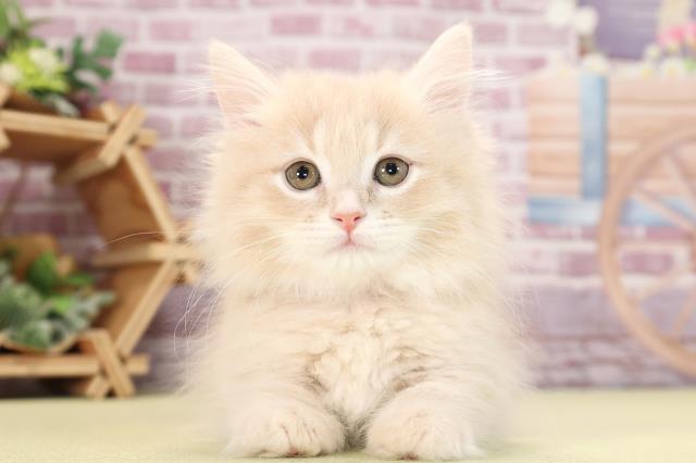 高知県のマンチカン (Coo&RIKUのいち店/2023年10月15日生まれ/女の子/クリームタビー)の子猫