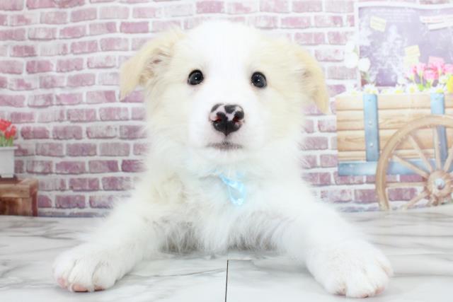 鹿児島県のボーダーコリー (Coo&RIKU鹿児島店/2023年10月17日生まれ/男の子/レッドホワイト)の子犬