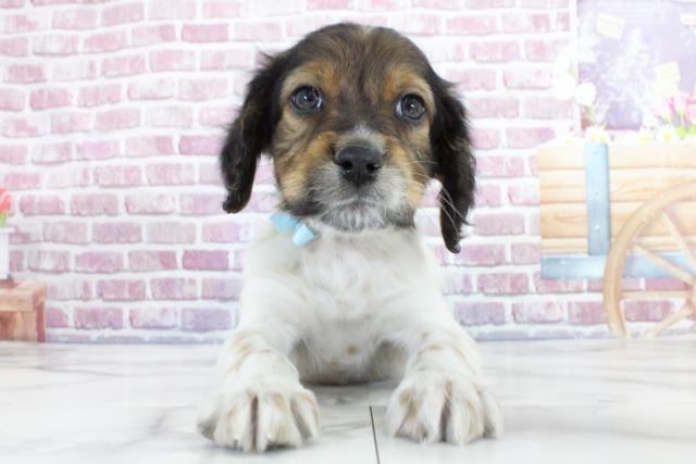 イングリッシュ・セターの子犬（オス♂） 郡山店｜ペットショップCoo＆RIKU