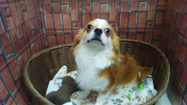 チワワ(ロングコート)