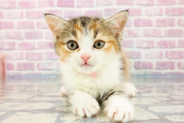 千葉県のミヌエット (Coo&RIKU東船橋店/2023年10月23日生まれ/女の子/トービーホワイト)の子猫