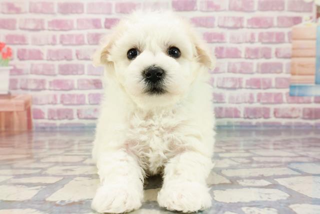 新潟県のビションフリーゼ (Coo&RIKU新潟東店/2023年10月23日生まれ/男の子/ホワイト)の子犬