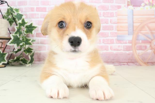 徳島県のウェルシュコーギーペンブローク (Coo&RIKU徳島店/2023年10月25日生まれ/女の子/レッドホワイト)の子犬