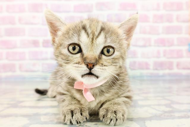 北海道のマンチカン (Coo&RIKU北見店/2023年10月23日生まれ/女の子/ブラウンタビー)の子猫