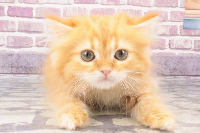 高知県のミヌエット (Coo&RIKUのいち店/2023年10月23日生まれ/男の子/レッドタビーホワイト)の子猫