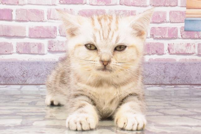 兵庫県のアメリカンショートヘアー (Coo&RIKU伊丹店/2023年10月22日生まれ/男の子/シルバータビー)の子猫