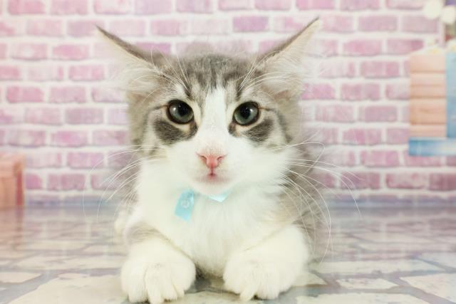 北海道のノルウェージャンフォレストキャット (Coo&RIKU北見店/2023年10月21日生まれ/男の子/ブルータビーホワイト)の子猫