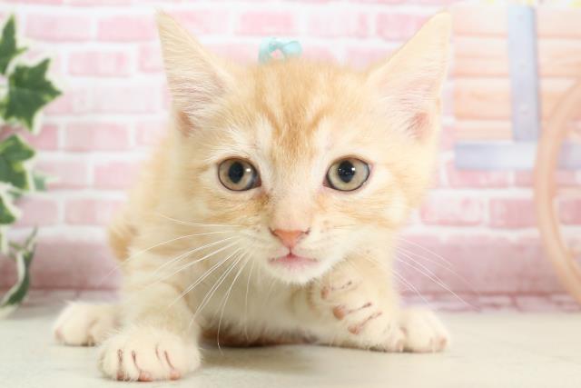 福岡県のスコティッシュフォールド (Coo&RIKU久留米店/2023年10月23日生まれ/男の子/レッドタビーホワイト)の子猫