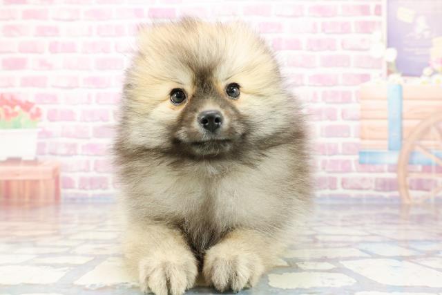千葉県のポメラニアン (Coo&RIKU八街店/2023年10月19日生まれ/男の子/ウルフセーブル)の子犬