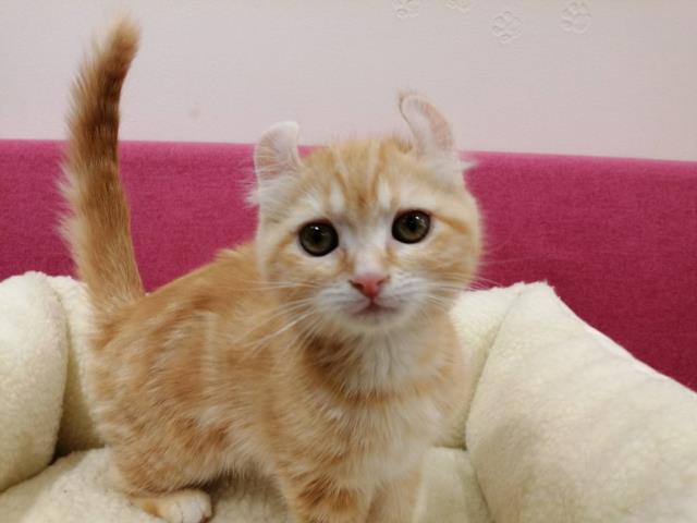 東京都のアメリカンカール (Coo&RIKU池袋西口店/2023年10月28日生まれ/女の子/レッドタビー)の子猫の1枚目の画像