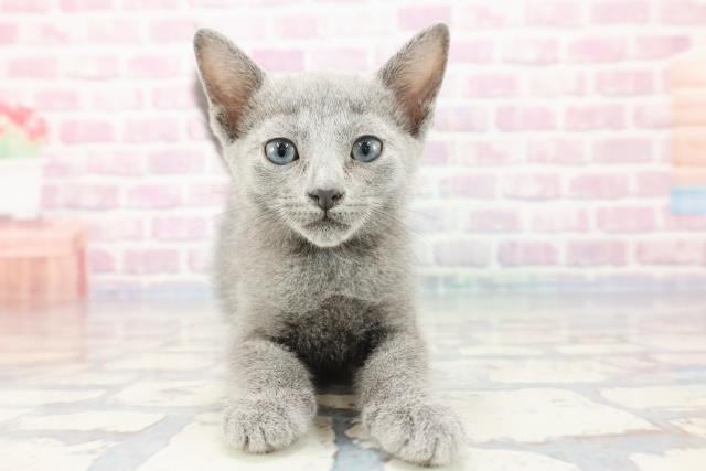 神奈川県のロシアンブルー (Coo&RIKU江の島店/2023年10月26日生まれ/女の子/ブルー)の子猫の1枚目の画像