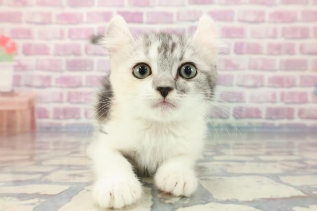 北海道のアメリカンカール (Coo&RIKU旭川店/2023年10月28日生まれ/女の子/シルバーパッチドタビーホワイト)の子猫